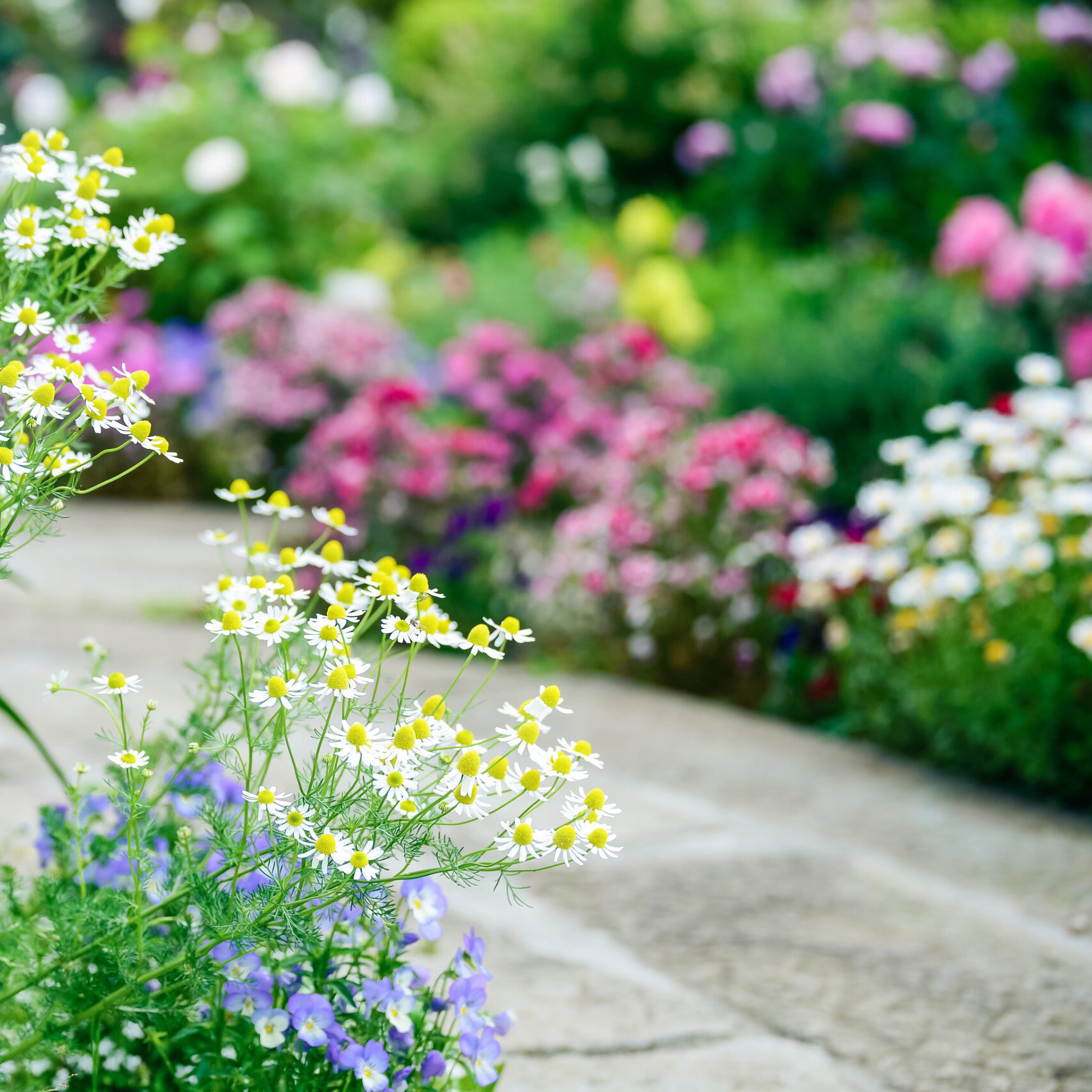En vacker trädgård med färgglada blommor, skapad av erfarna trädgårdsanläggare i Skåne. Trädgårdsdesign och anläggningstjänster för din drömträdgård.